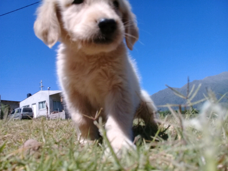 Vendo urgente cachorros golden