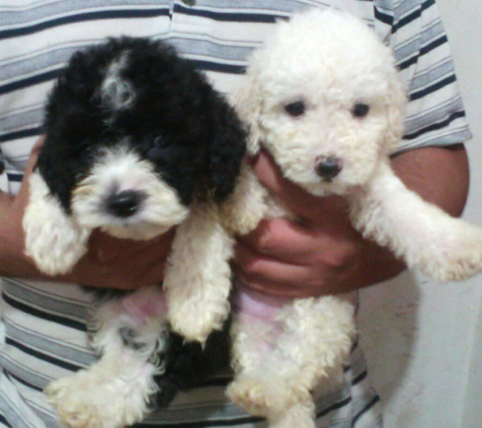 cachorritos caniche toy