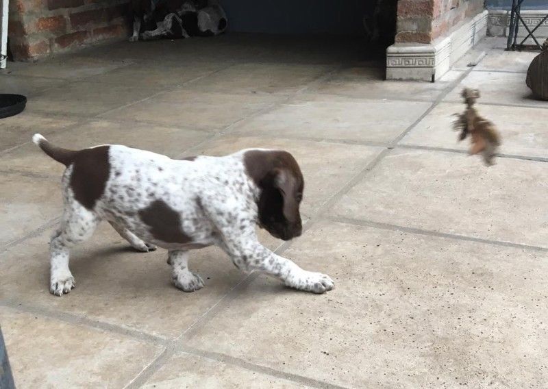 cachorro braco aleman (kurzhaar pointer braco alemán)