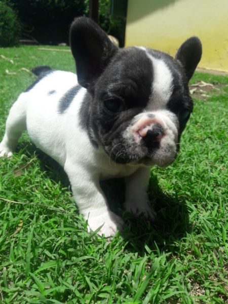 cachorroas bulldog frances