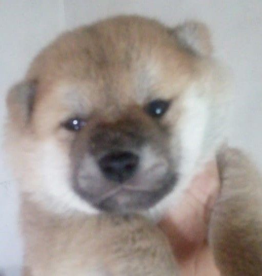 CACHORROS SHIBA INU ROJOS MACHOS