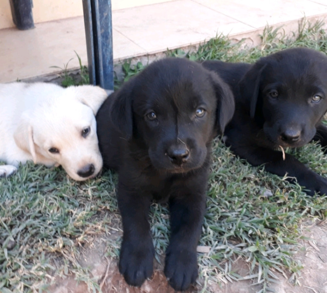 Cachorros labradores arena y negros!!!