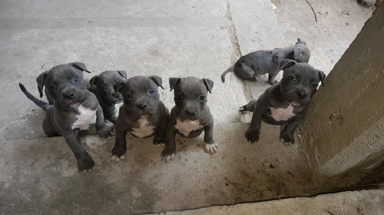 Cachorros pitbull blue