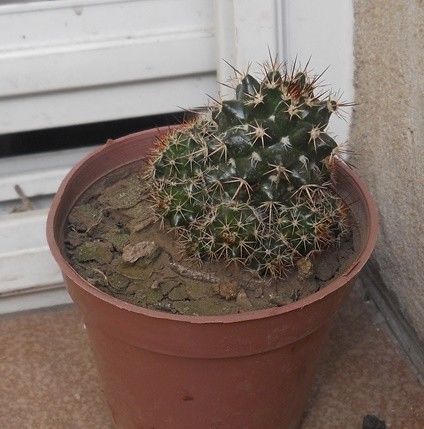 Cactus Mammillaria voburnensis maceta 8