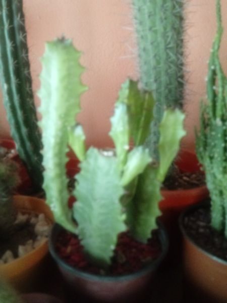 Cactus y crasas