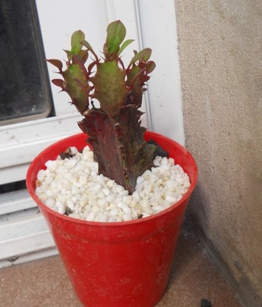 Euphorbia trigona rubra maceta 8