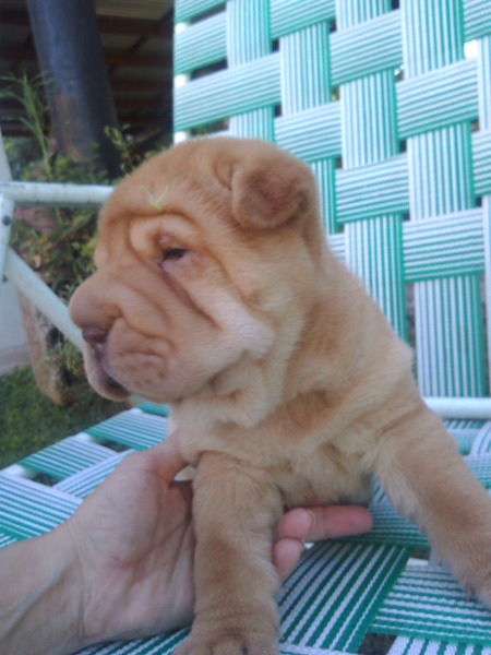 Shar pei hembra