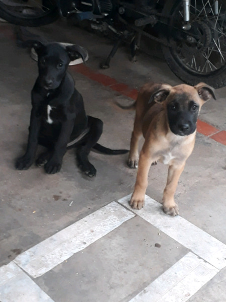 Vendo cachorros ovejeros belga malinois