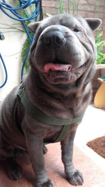 servicio de monta sharpei azul con fca y pedigree