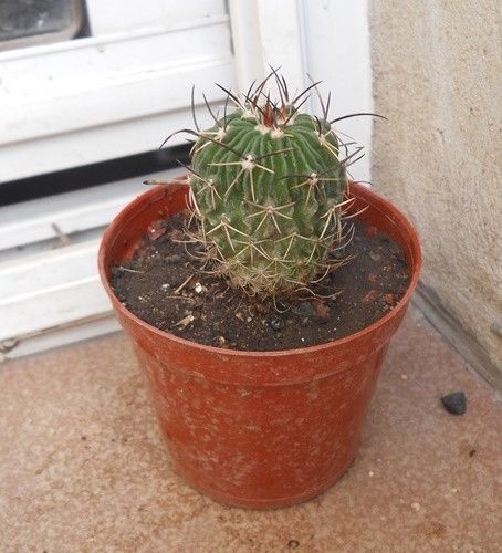 stenocactus maceta 8