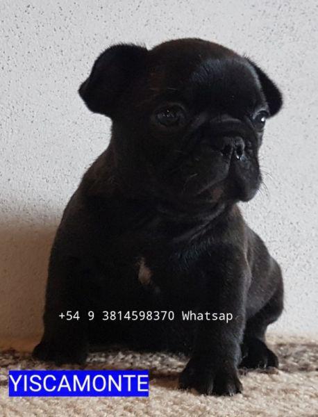 BULLDOG FRANCES DE ALTA CALIDAD GENETICA !!