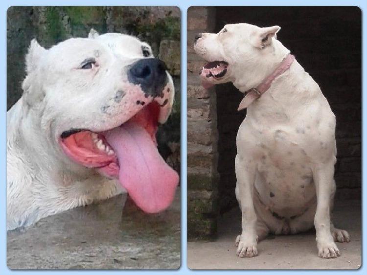 Dogo Argentino // Cachorros // Excelentes // Inscriptos Fca