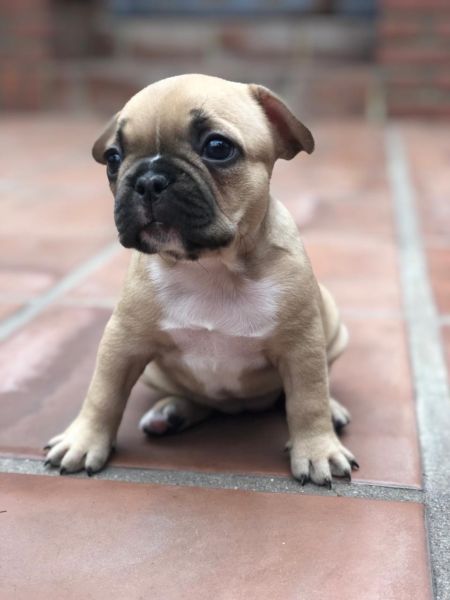 Hermosas Bulldog francés