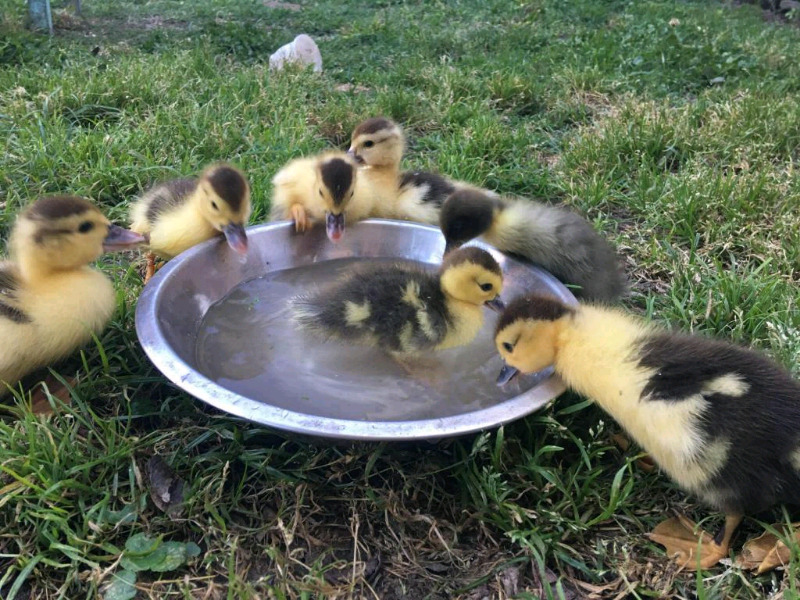 Patitos bebe criollo