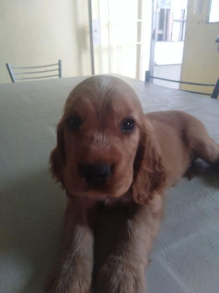 Vendo cachorros cocker spaniel