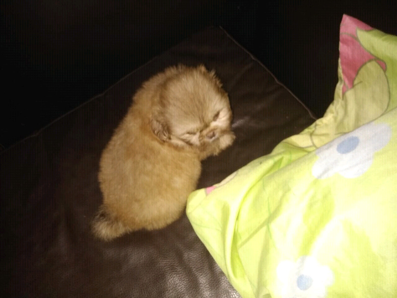 Vendo perros Shih Tzu