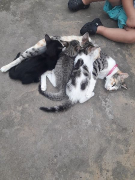 doy en adopcion gatitos de 3 meses a familia responsables