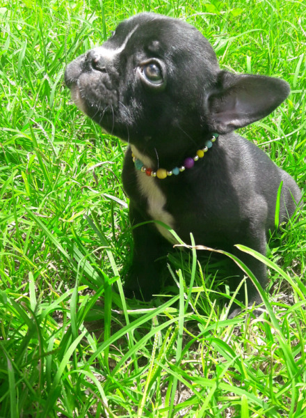 Bulldog francés hembra