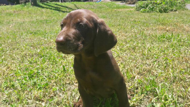 Cachorro Braco Aleman (Permuto)
