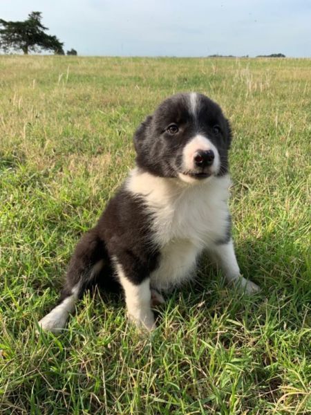 Cachorros Border Collie