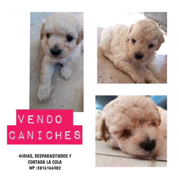 Caniche pequeño hermosos