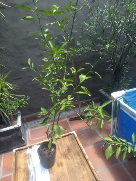 Plantas de mandarina $200 c/u tengo 3. O al primer