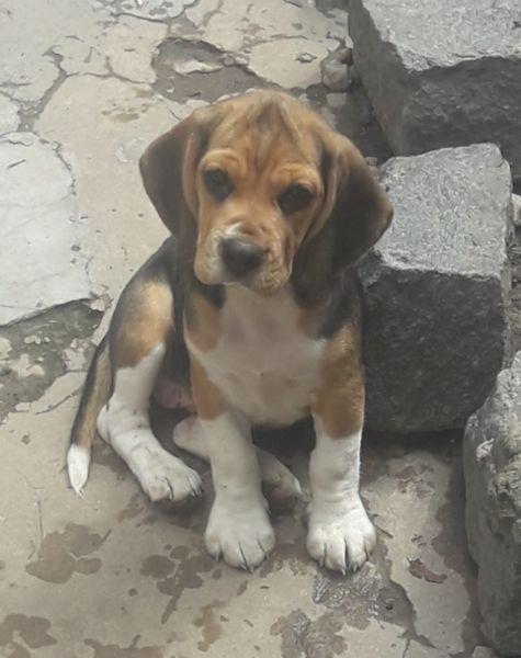 Vendo a mejor oferta ultima beagle tricolor hembra de 13