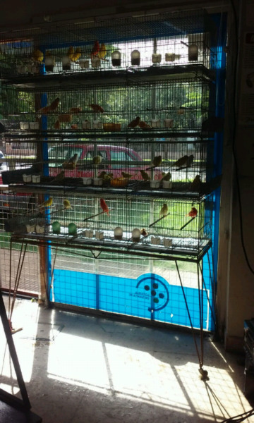 Venta de jaulas para cría de canarios