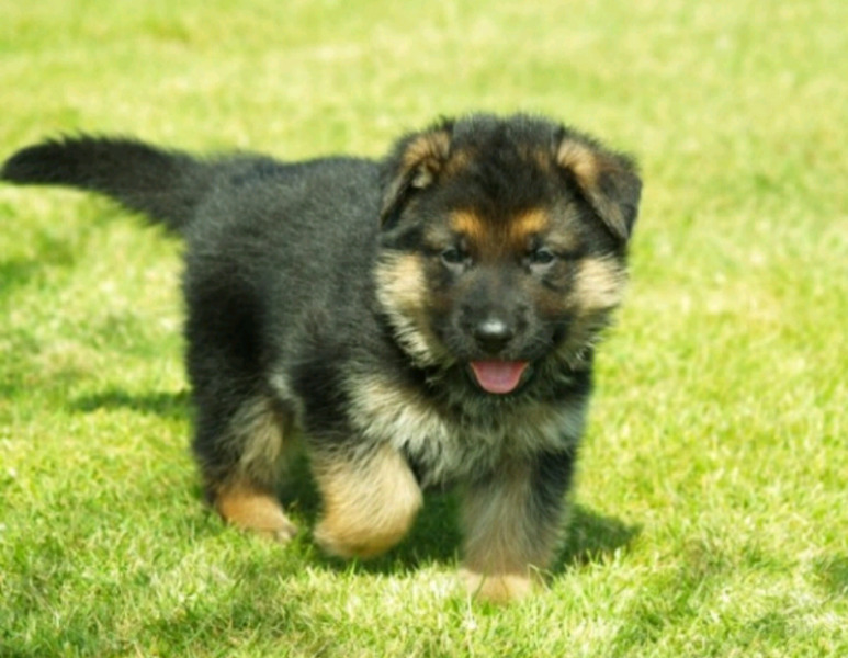 CACHORRO OVEJERO ALEMAN