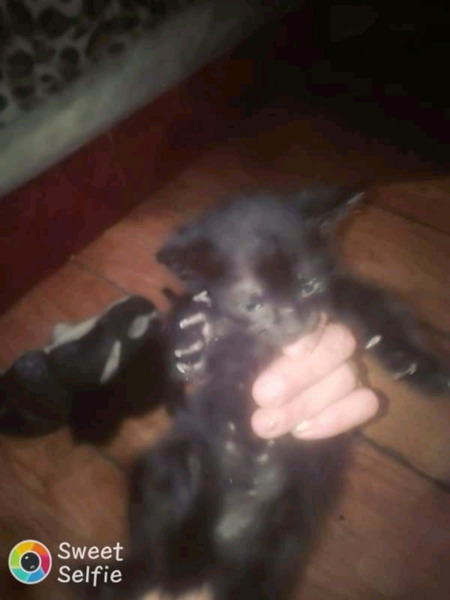 GATITOS NEGRITOS ADOPCION 2 MACHOS 1 HEMBRA