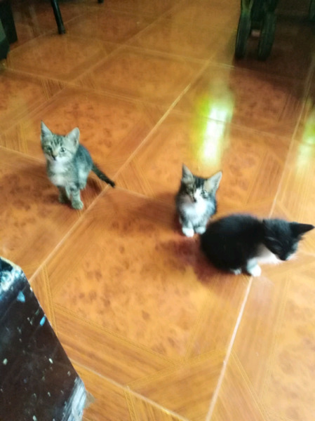 Regalo gatitos hermosos