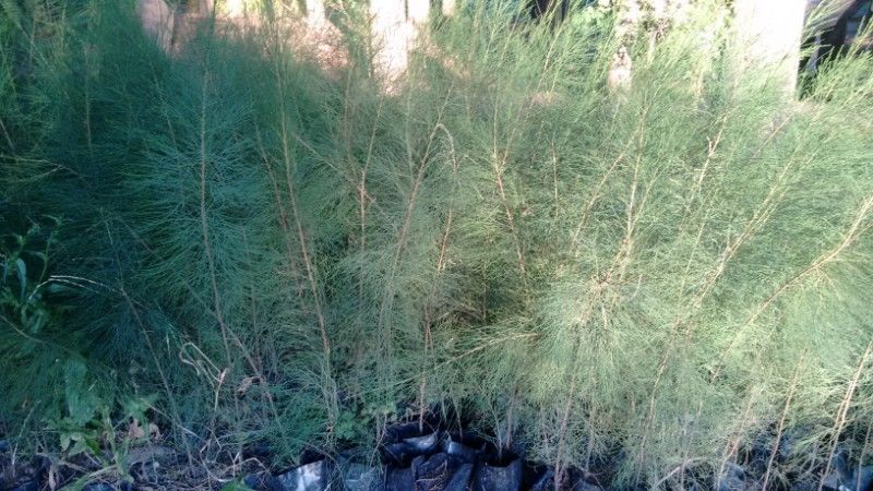 Plantas pinos casuarinas