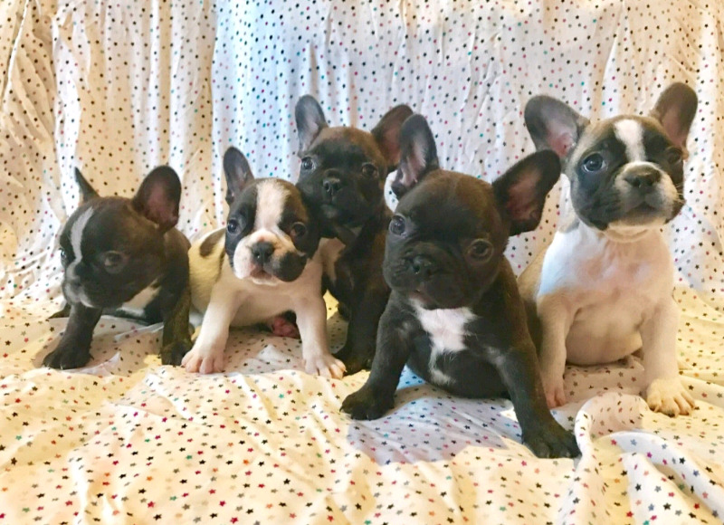 CACHORROS BULLDOG FRANCÉS
