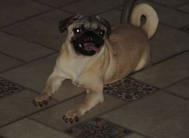 Cachorra pug carlino