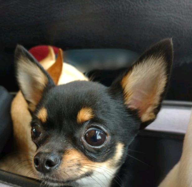 Chihuahua Mini de Bolsillo Hembra Negro y Fuego