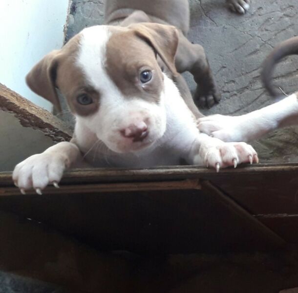 Pitbull cachorra pura