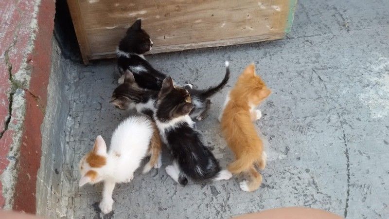 Regalo gatitos 3 machos y 1 hembra