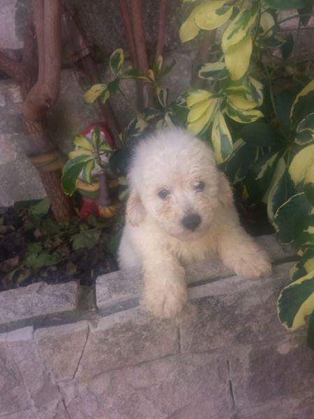 Reserva tu Caniche Toy machito blanco hermoso bebe a la