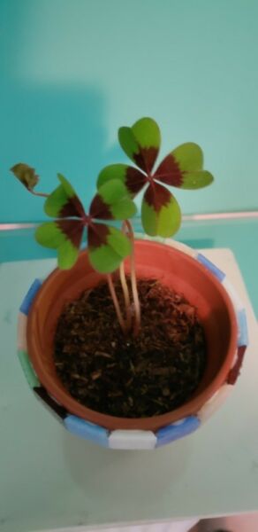 Trébol 4 hojas Variedad Oxalis Iron Cross