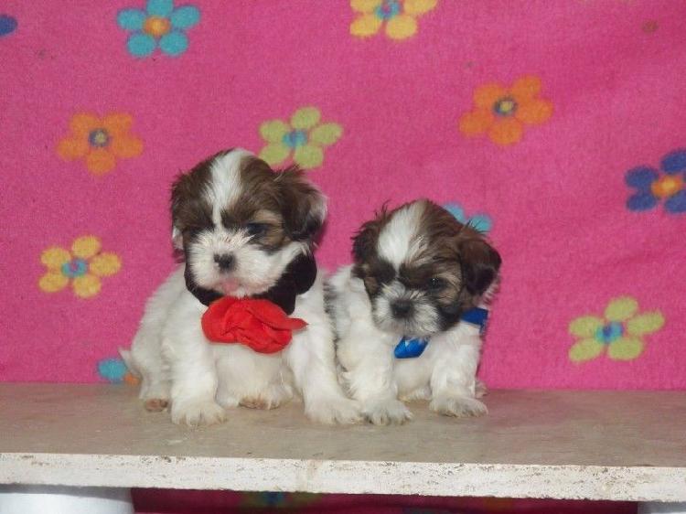 Vendo Cachorros Shih Tzu