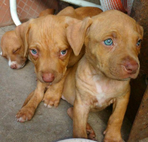 cachorros pitbull disponibles 4