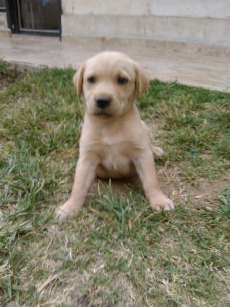 labrador hembra excelente