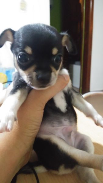 Chihuahua minis para reservar machito