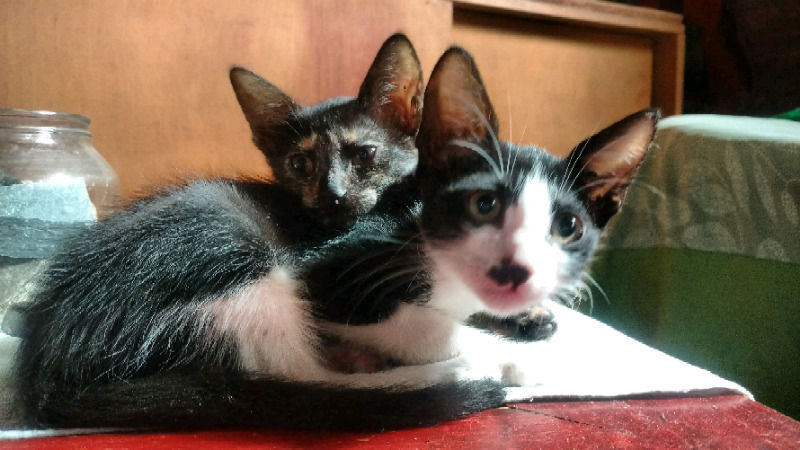 Gatito y gatita en adopción