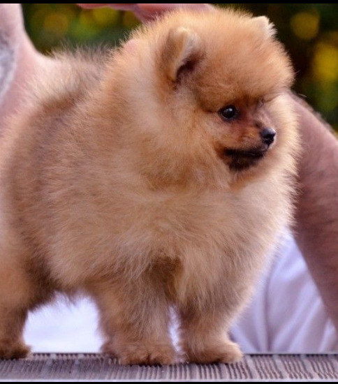 Pomerania cachorros excelente sangre