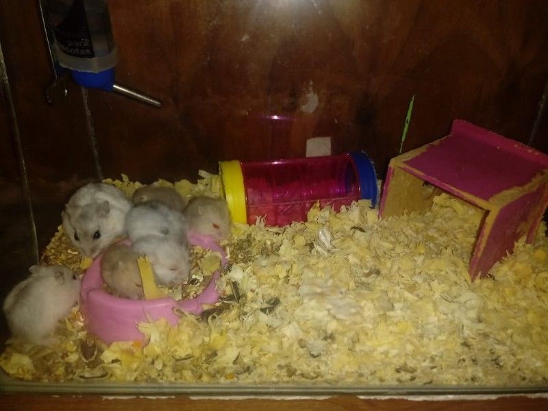 Vendo hamsters bebes