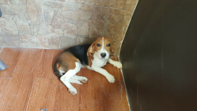 Beagle hembrita 6 meses