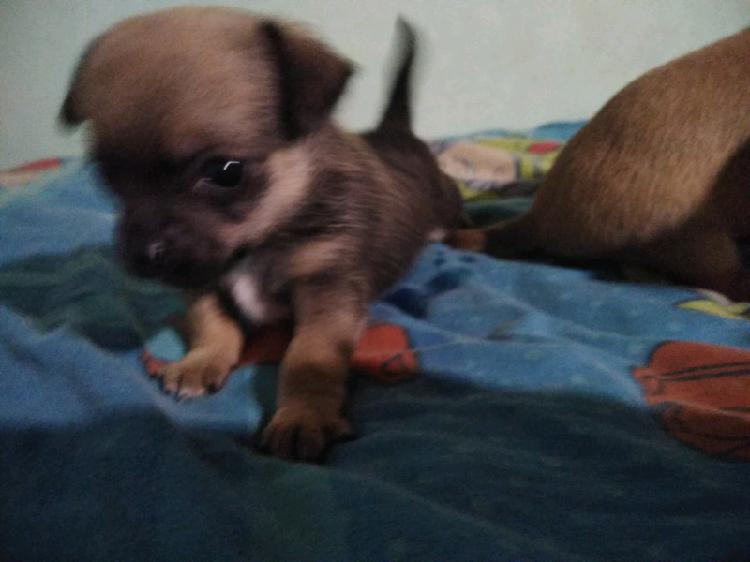 Chihuahua machos mini