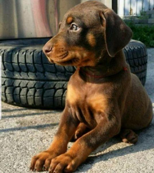 DOBERMAN CACHORRO LISTO PARA ENTREGAR