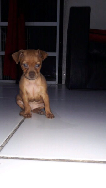 Pinscher mini rojo ciervo hembra